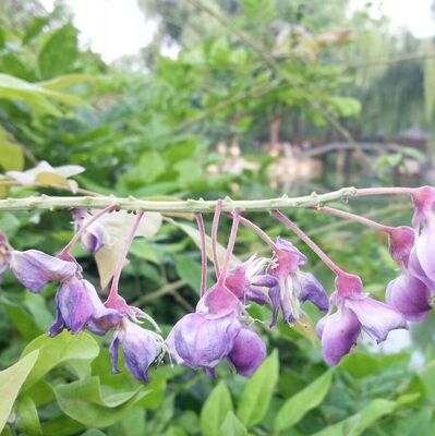荆条种子 牡荆 五指风五指柑土常山 黄荆柴黄金子 荆条树种籽