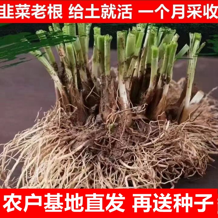 新鲜宽叶韭菜根阳台盆栽好活