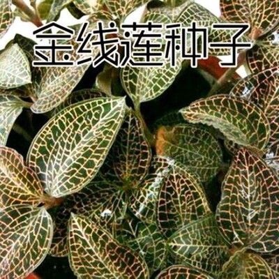 新种子实体店铺批发零售