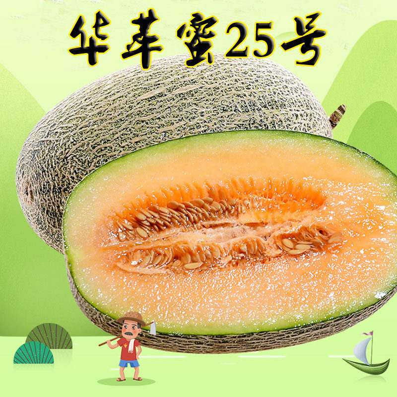 哈密瓜种子甜瓜种子华萃蜜25号丰产脆爽多汁大田基地用种蔬菜种子