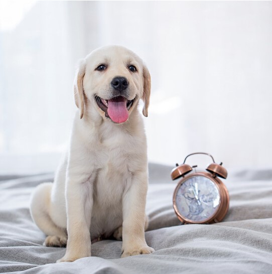 无偿领养纯种拉布拉多幼犬活体神犬小七拉布拉多导盲犬家养宠物狗
