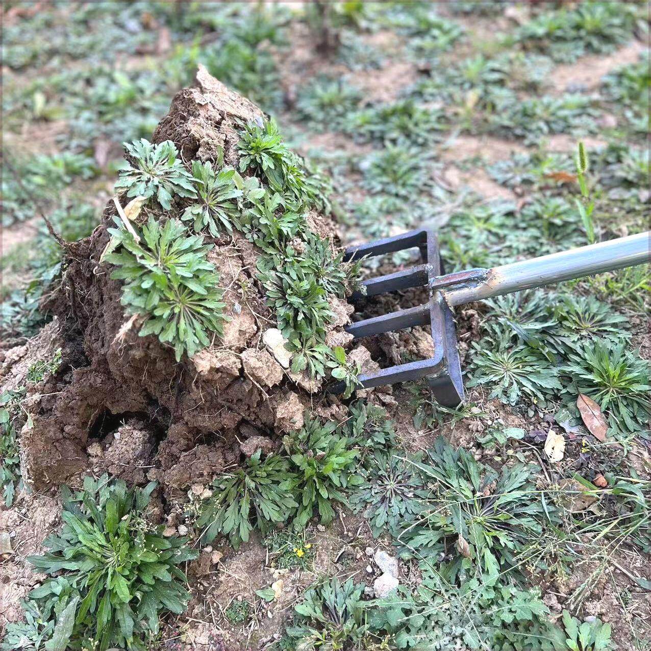 钢叉翻地神器松土子挖蒜挖姜工荒齿具四五齿锰钢一体开叉挖大葱叉