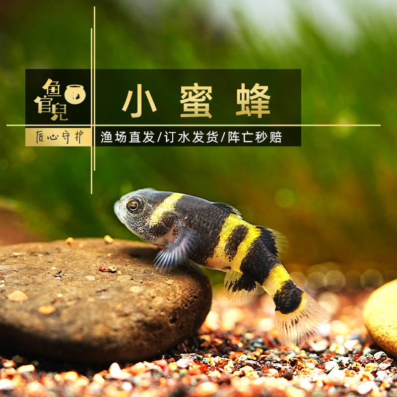 魚官兒淡水小蜜蜂蝦虎蛇仔小型觀賞魚除渦蟲溪流缸底層工具魚蛇仔