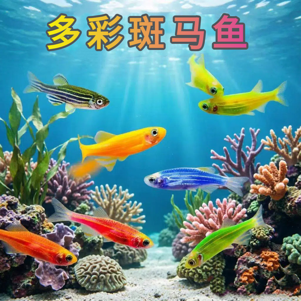 鱼官儿红斑马淡水大尺寸彩色斑马荧光斑马蝶翼长鳍长尾斑马好养鱼