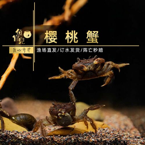 鱼官儿深水樱桃蟹迷你辣椒蟹豆豆蟹宠物螃蟹活体