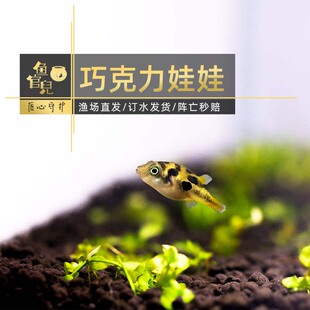 鱼官儿巧克力娃娃鱼小河豚狗头鱼工具鱼除杂螺螺卵杀手螺斑马狗头