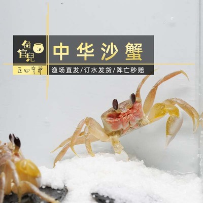 观赏蟹中华沙蟹陆地螃蟹宠物蟹
