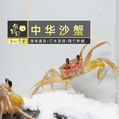 观赏蟹中华沙蟹陆地螃蟹宠物蟹