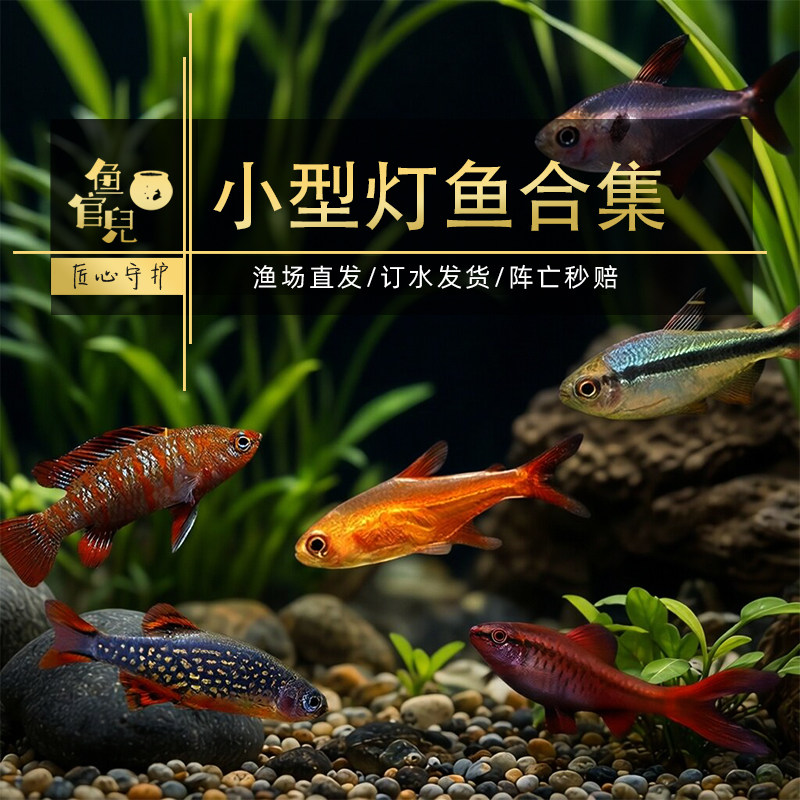 小型鱼三角灯鱼霓虹灯冷水金丝灯图片