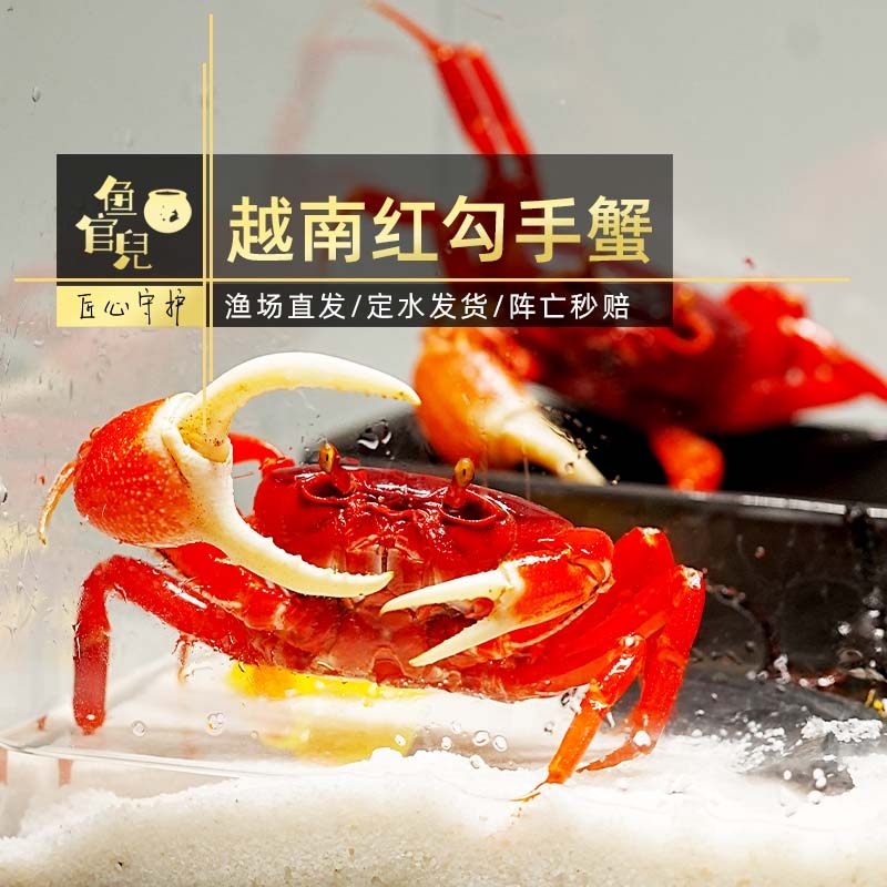 鱼官儿观赏陆地蟹勾手蟹角眼沙蟹相手蟹情侣蟹儿童宠物小螃蟹活体