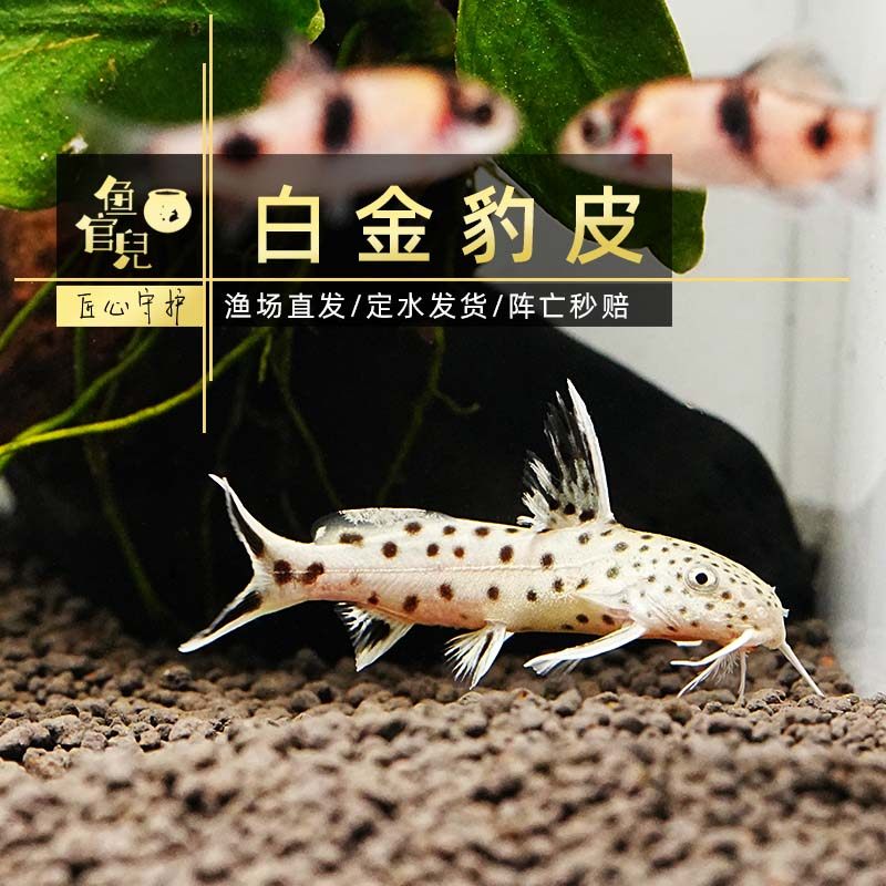鱼官儿白金豹皮鲶鱼银河豹鲸南美小豹鲸清道夫工具鱼白子战车鼠,宠物/宠物食品及用品,鱼,淘宝优惠券,粉丝福利购,淘宝优惠卷