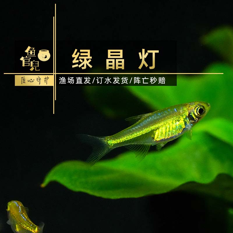 鱼官儿 绿晶灯 钻石红莲灯 小型热带观赏鱼水草缸好养的鱼包邮