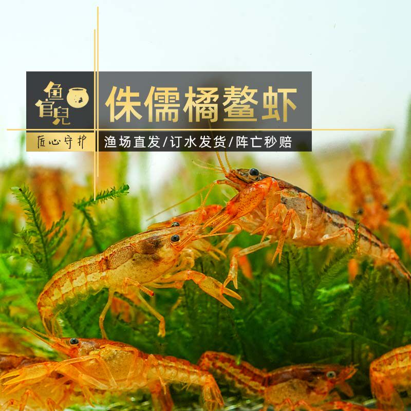 观赏虾大号红螯虾幽灵虾侏儒橘双带淡水宠物虾小龙虾天空蓝鳌虾