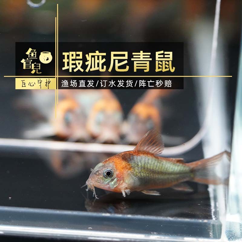 鱼官儿 尼青 尼格罗青鼠  观赏鱼  瑕疵老鼠鱼