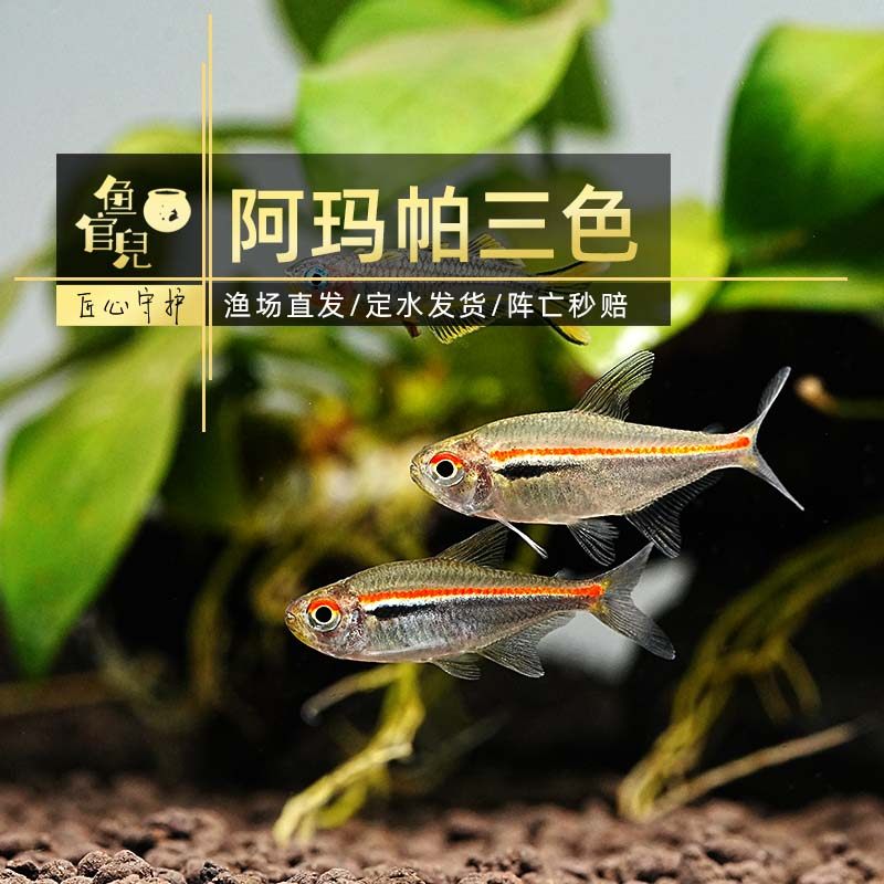 鱼官儿甜心柠檬灯鱼阿玛帕三色灯蓝钻红梅观赏鱼活体群游热带鱼