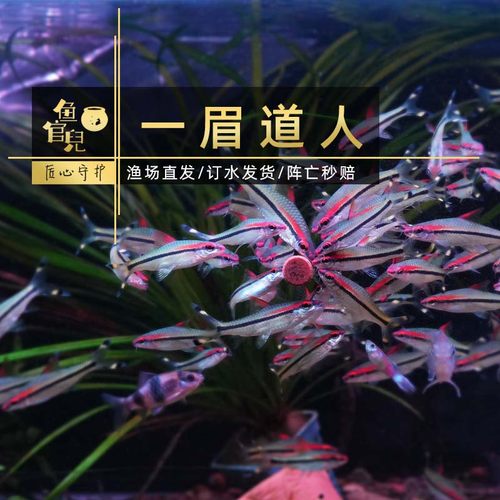 中型鱼超红一眉道人红线黑影道人