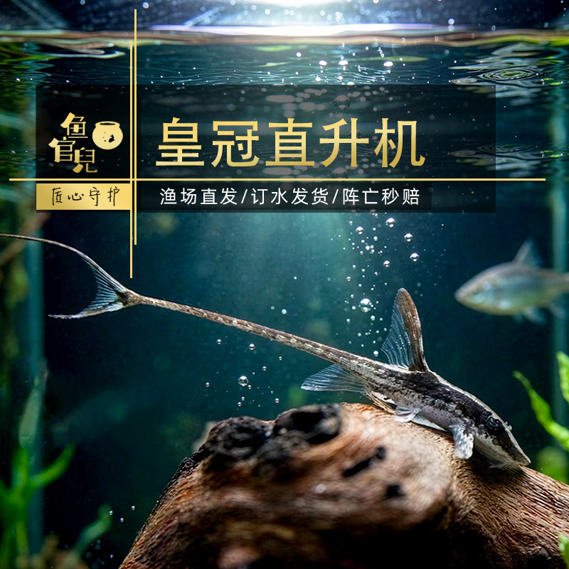 鱼官儿直升机异形鱼皇冠直升机黑魔神红蜻蜓红飞机鱼底层吃藻鱼图片