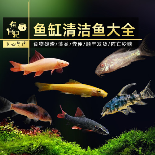 底层鱼清理粪便老鼠鱼清道夫工具