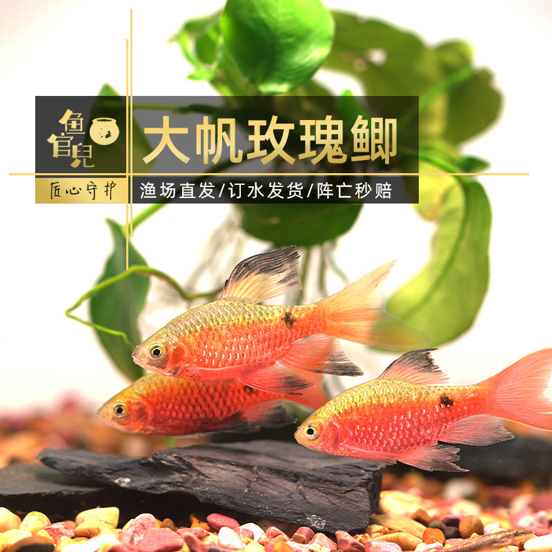鱼官儿 大帆玫瑰鲫 长尾樱桃鲫  好养殖适合新手小型热带观赏鱼,宠物/宠物食品及用品,鱼,淘宝优惠券,粉丝福利购,淘宝优惠卷