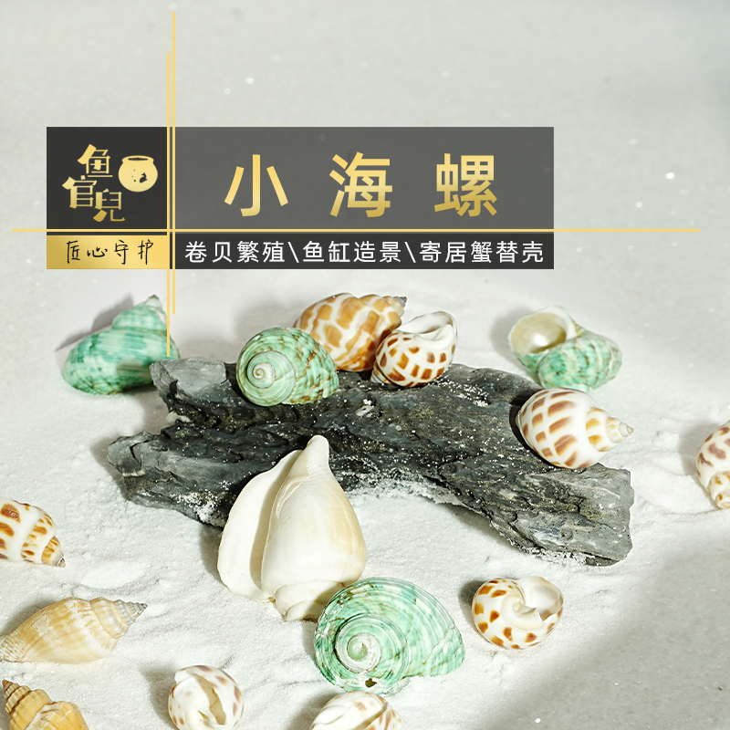 鱼缸造景天然贝壳装饰原生溪沙子