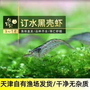 鱼官儿订水黑壳虾除藻虾吃藻工具虾樱花虾米虾乌龟饲料活体鱼食
