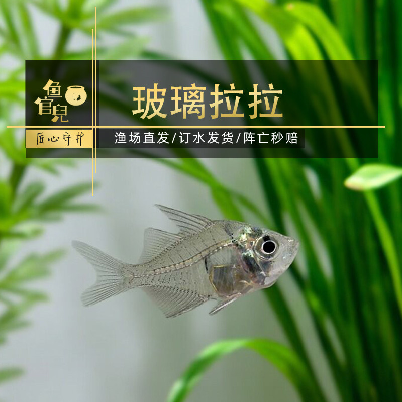 鱼官儿 玻璃拉拉 透明鱼奇怪的鱼 热带鱼苗小型观赏鱼活体新手养