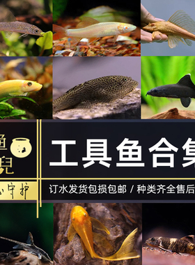 鱼官儿大帆胡子小精灵金苔鼠小鲨鱼黑线飞狐除藻清垃圾粪便工具鱼