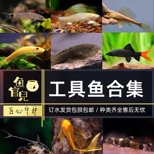 除藻工具鱼鱼吃鱼缸垃圾鱼清洁工