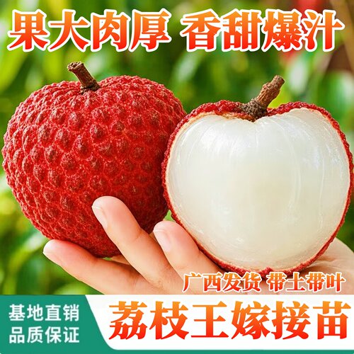 大果荔枝王嫁接苗阳台庭院荔枝苗