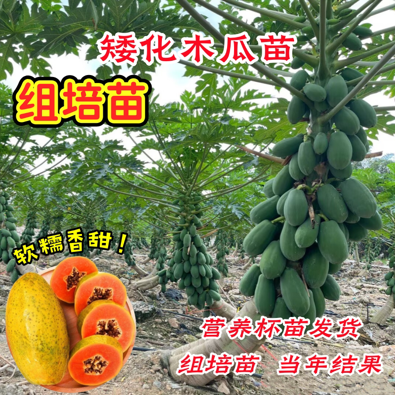 矮化木瓜苗四季结果冰糖红心木瓜图片