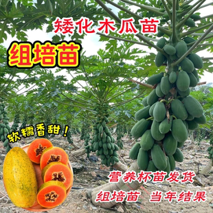 木瓜苗树南方矮化高产雷州冰糖红心大苗南方种植盆栽地栽当年结果