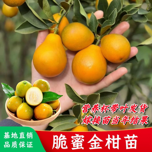 脆蜜金柑苗第三代大果嫁接苗金桔