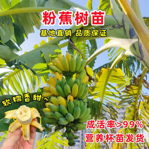 粉蕉树苗矮化香蕉苗耐寒盆栽芭蕉