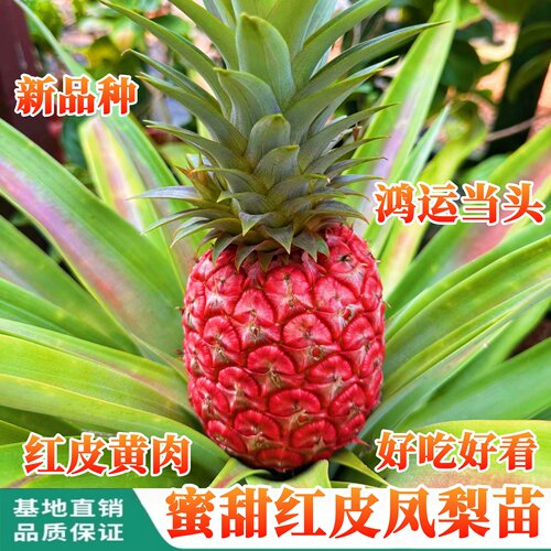 正宗红皮凤梨苗四季纯甜无酸盆栽