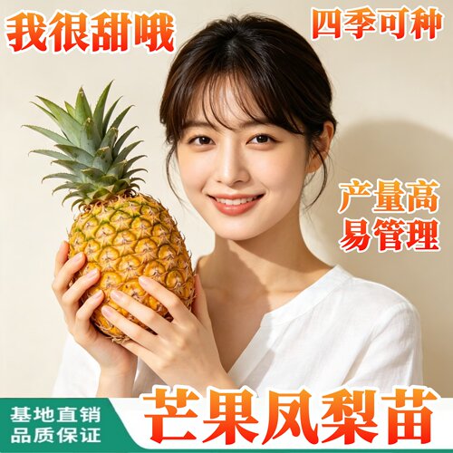 正宗芒果凤梨苗四季纯甜无酸