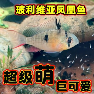 玻利维亚凤凰鱼乖巧可爱萌发色好热带淡水鱼三湖袖珍蝴蝶鲷可混养