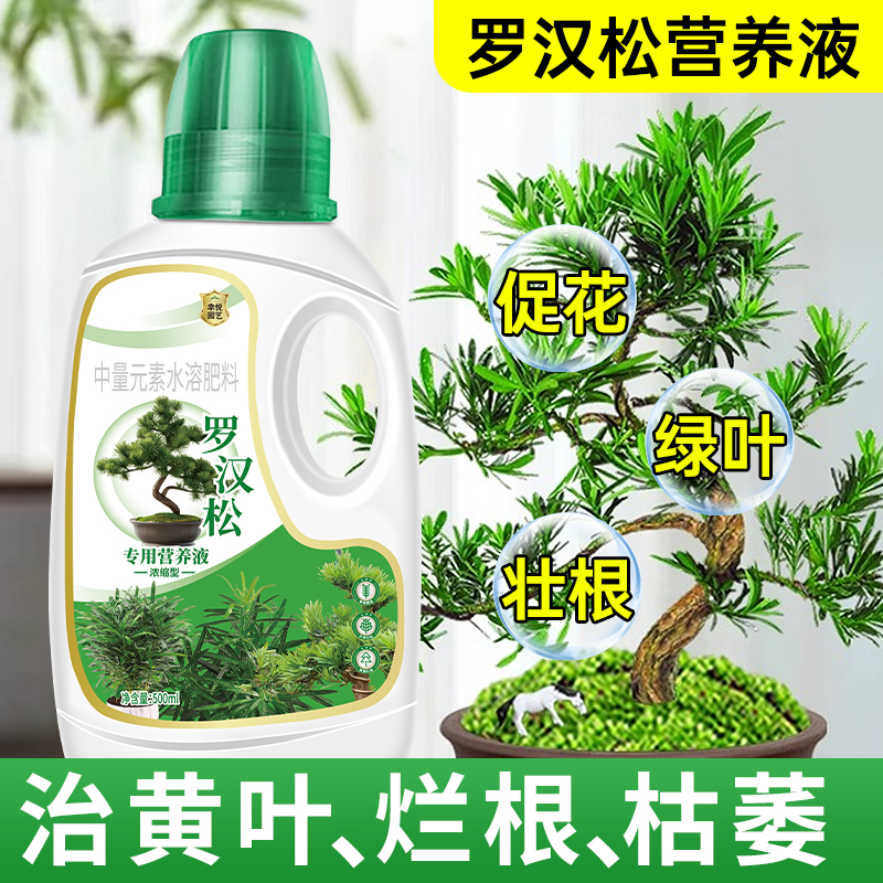 罗汉松专用营养液根壮叶绿