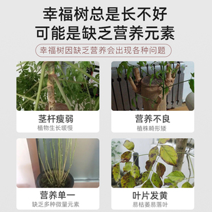 幸福树专用缓释肥复合肥家用型控释颗粒植物盆栽绿植花卉养花肥料