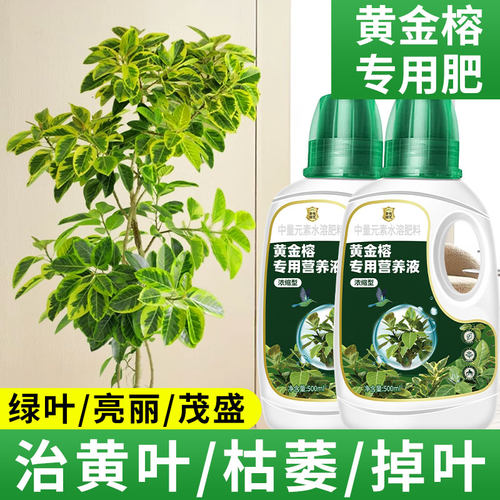 黄金榕营养液洒金榕七彩变叶木富贵榕孟加拉榕高山榕专用肥料盆栽