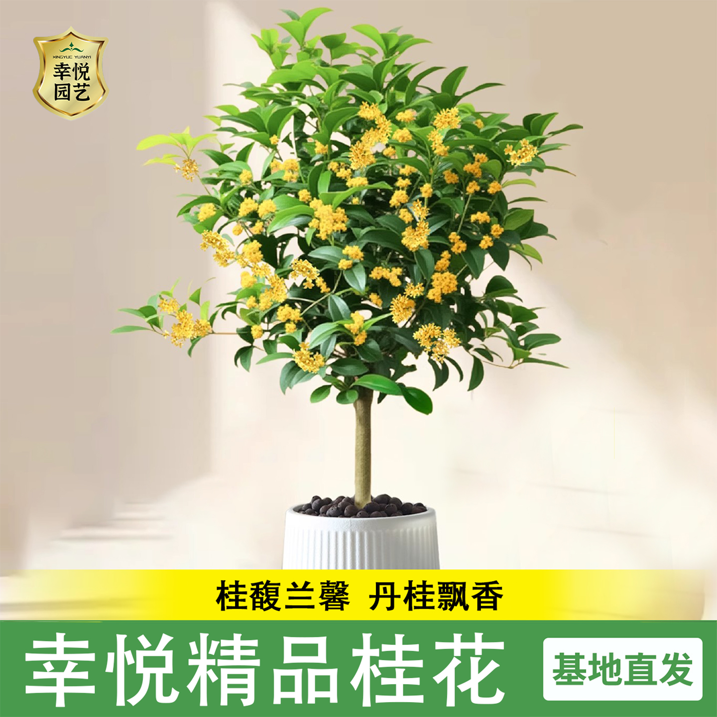 四季桂花盆栽金桂浓香型绿植室内花卉桂花树苗老桩阳台植物好养活