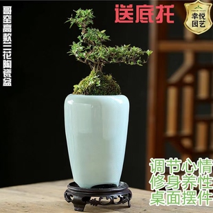 哥窑高款兰花花盆陶瓷复古家用绿植带托盘文竹大小口径托盘盆栽