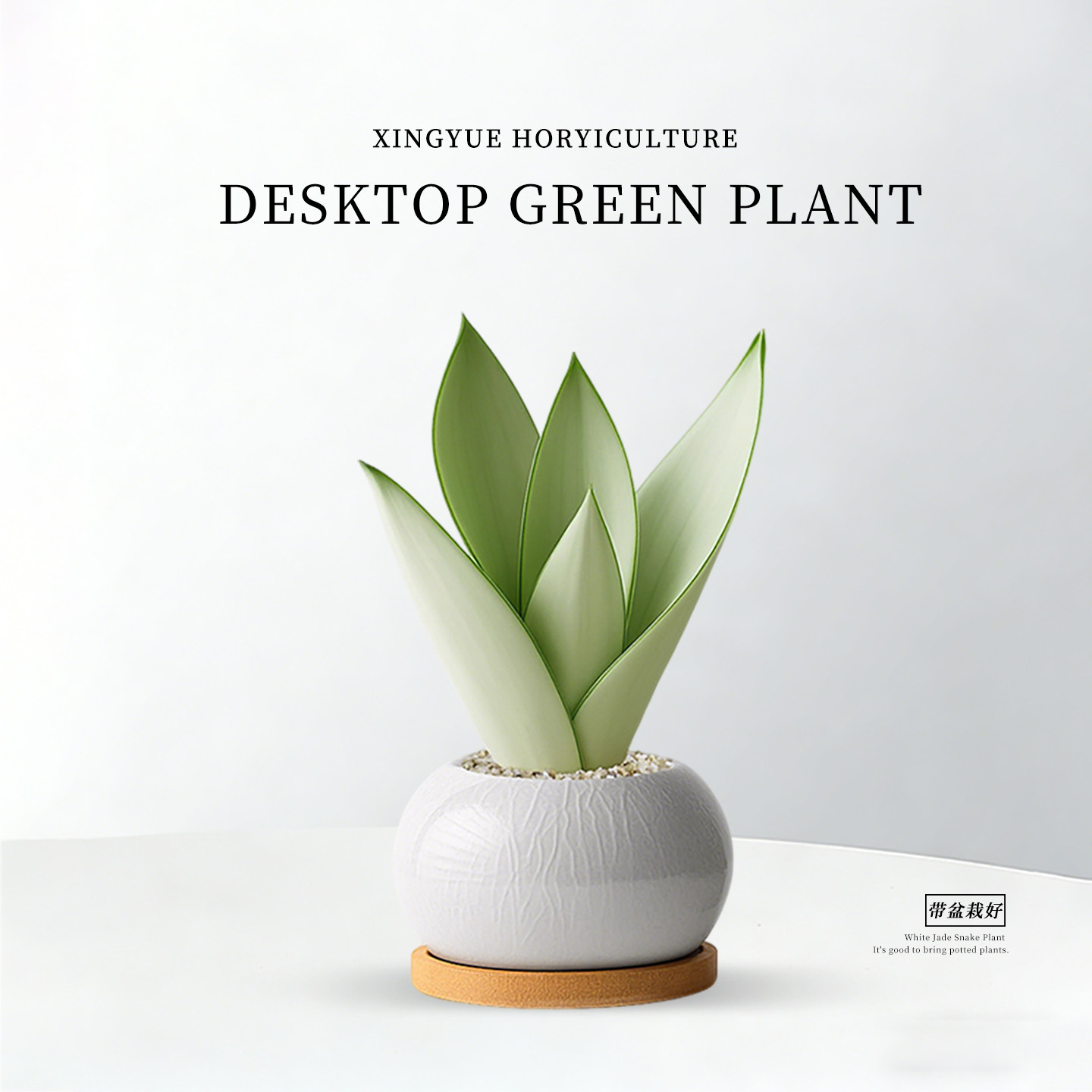 客厅室内桌面水培四季带盆栽好白玉矮脚名贵稀有大颗绿植盆栽植物