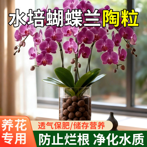 陶粒垫底水培蝴蝶兰专用多肉土陶土粒花卉回填鱼缸铺面火山石颗粒