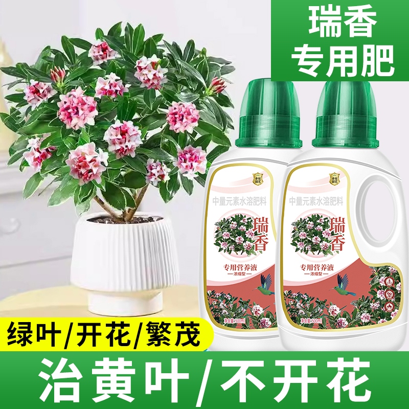 金边瑞香专用营养液肥料绿叶开花