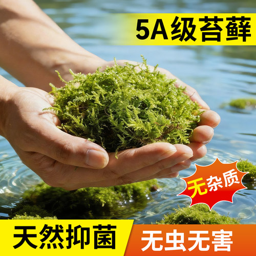 幸悦青苔蝴蝶兰专用植物营养土