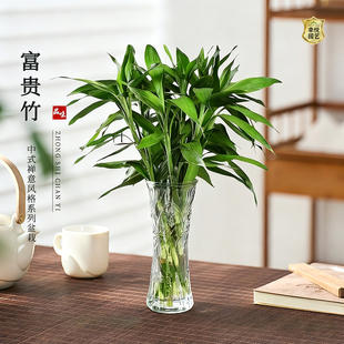 富贵竹水培植物带根阳台水养绿植室内客厅水生招财转运竹子好养活