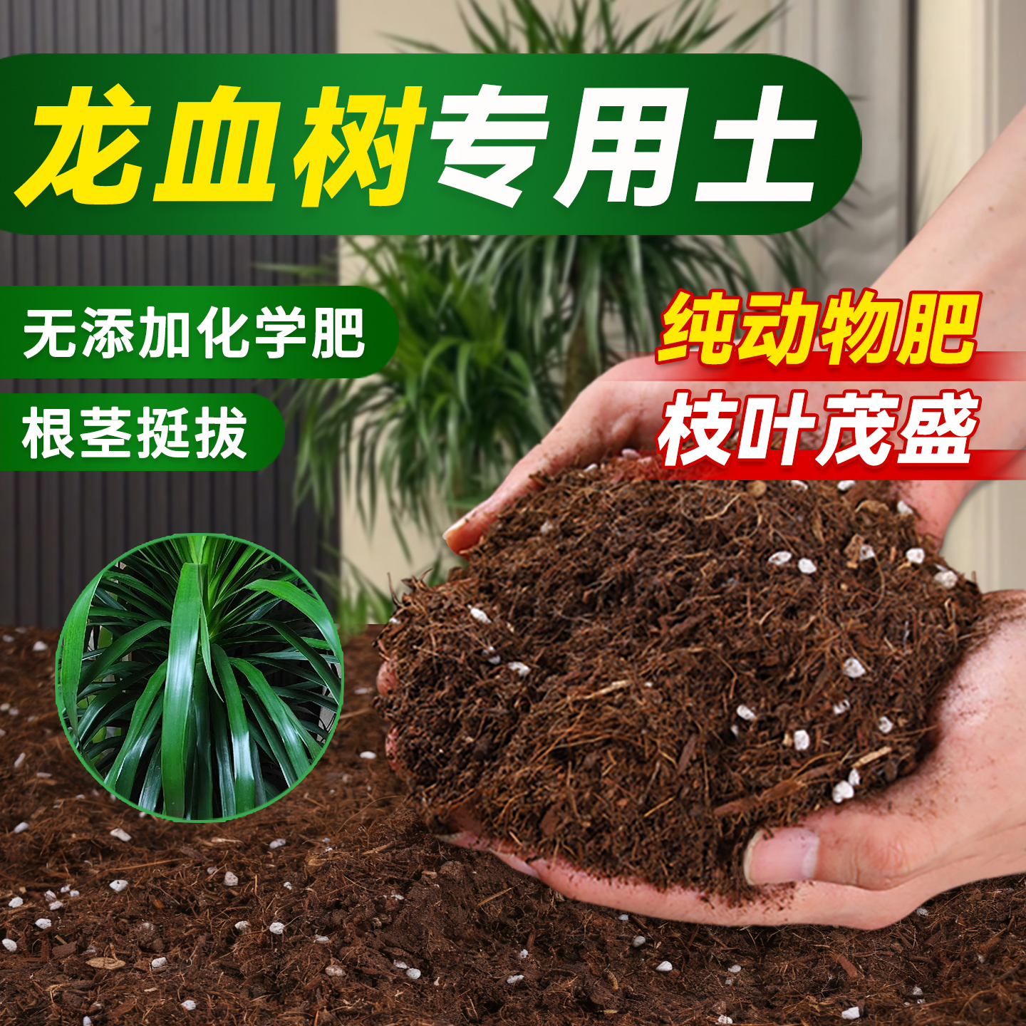 龙血树专业调配营养土