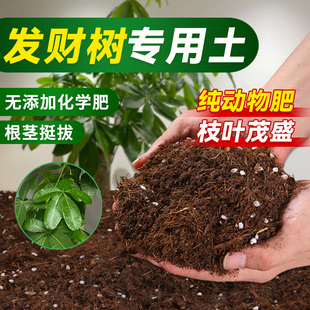 发财树专用土花土肥料专用肥土家用盆栽绿植种植土壤园艺营养土壤