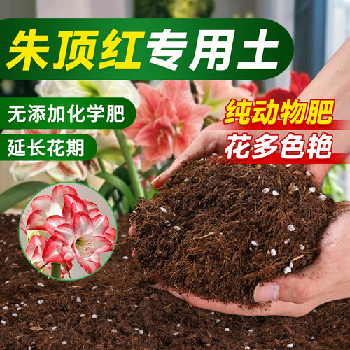 幸悦旗舰店朱顶红专用营养土