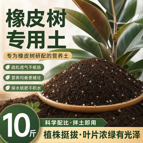 橡皮树专用土金刚橡皮树营养土